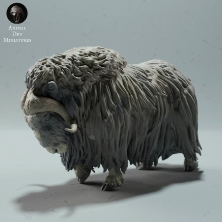 Musk-Ox