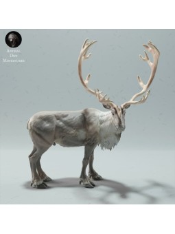 Reindeer
