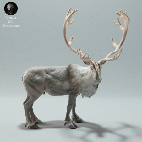 Reindeer