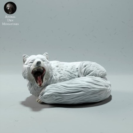 Zorro Artico acostado