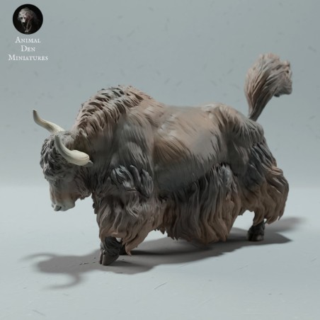 Wild yak