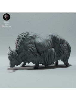 Yak salvaje pastando