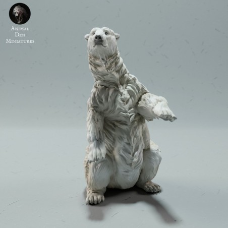 Polar bear sitting