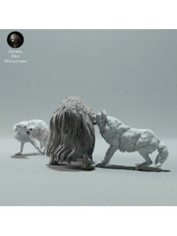 Arctic wolves hunting