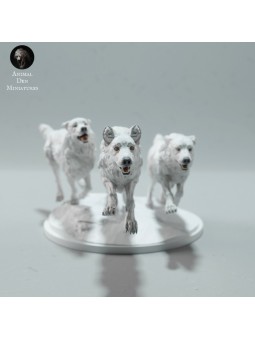 Lobos árticos corriendo