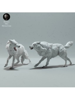 Arctic wolves fighting