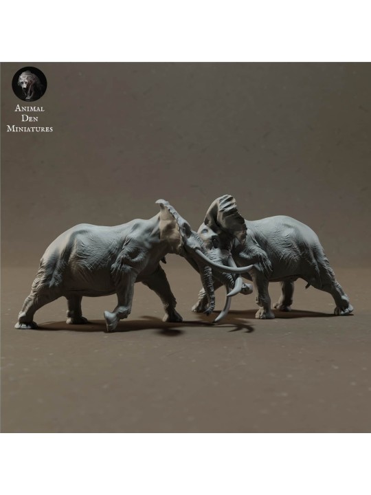 African elephant fighting