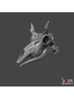 Pronghorn skull