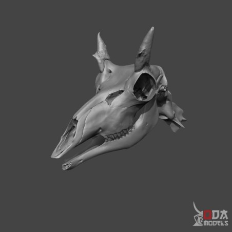 Pronghorn skull