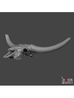 Bison Latifron skull