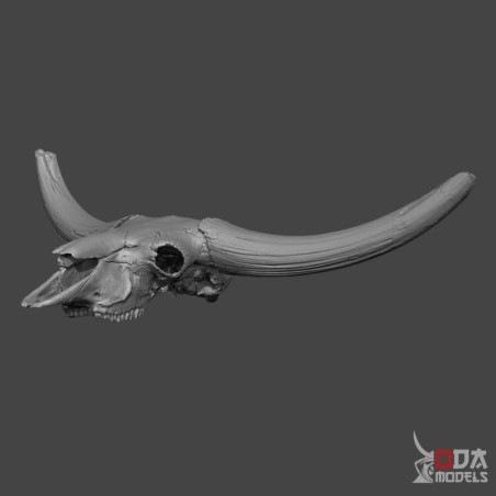 Bison Latifron skull