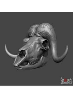 Ox skull