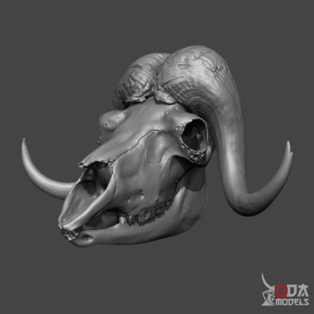 Ox skull