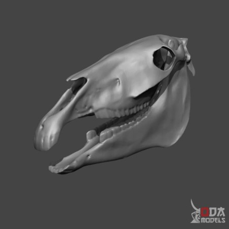 Donkey skull