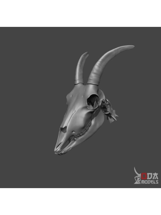 Goat skull