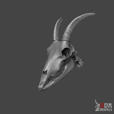 Goat skull