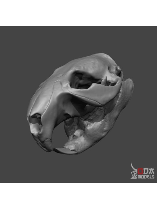 Beaver skull