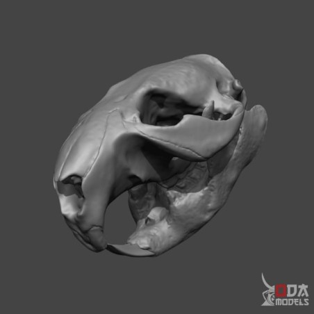 Beaver skull