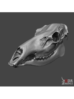 Cráneo Ciervo hembra