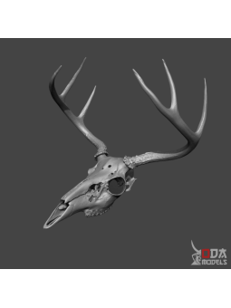 Deer skull