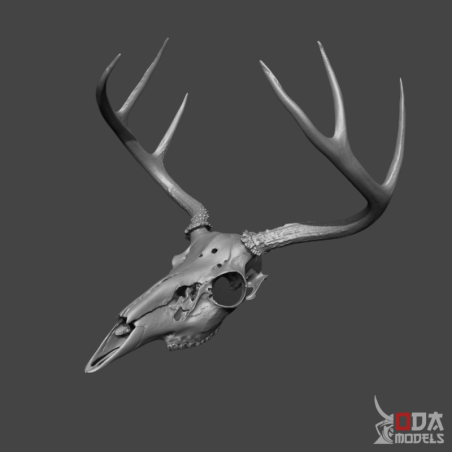 Deer skull