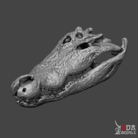 Crocodile skull