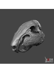 Cráneo Cuniculus Paca