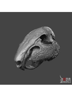 Cuniculus shovel skull