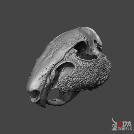 Cráneo Cuniculus Paca