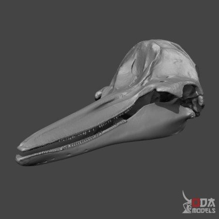 Dolphin skull
