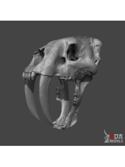 Cráneo tigre dientes de sable