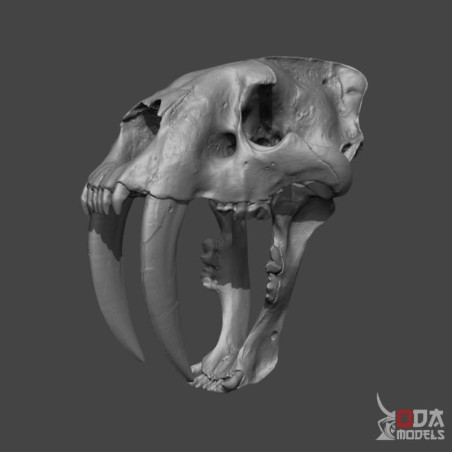 Saber tooth tiger skull