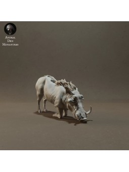 Jabalí verrugoso bebiendo