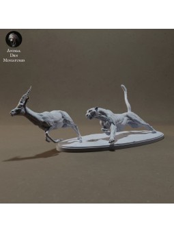 Cheetah hunting Thompson's gazelle