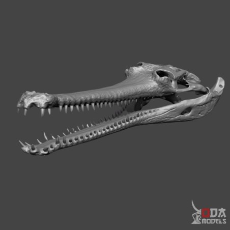 Garial skull
