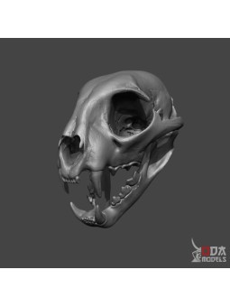 Cráneo Gato Montés