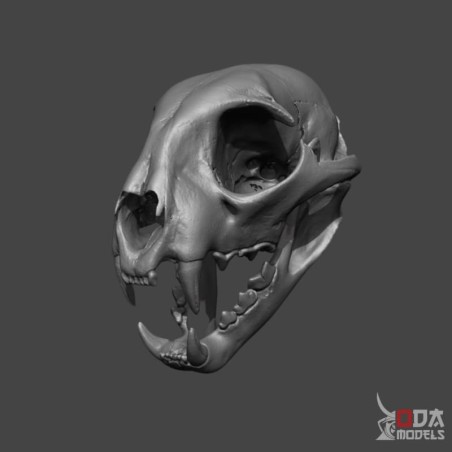 Wildcat skull