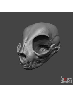 Cráneo Gato Doméstico