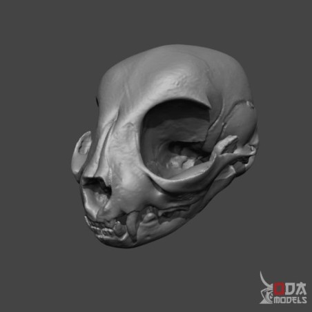 Domestic cat skull
