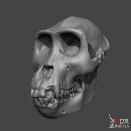 Gorilla skull
