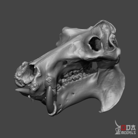 Hippo skull