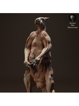 Red kangaroo on alert