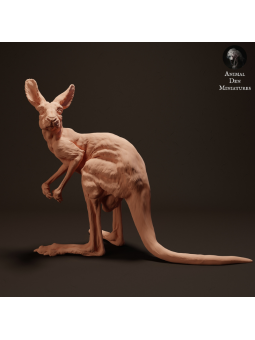Baby Red kangaroo looking