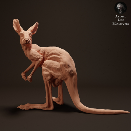 Baby Red kangaroo looking