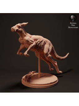 Red kangaroo jumping