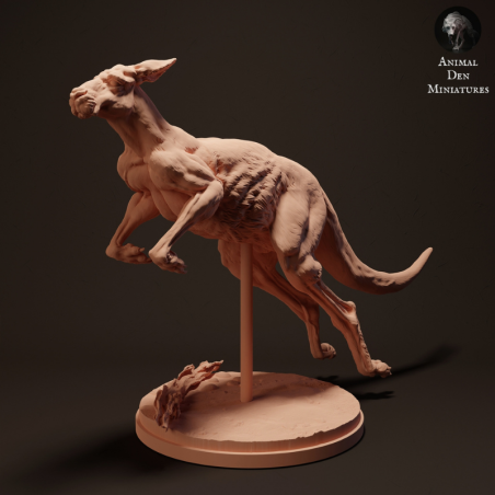 Red kangaroo jumping