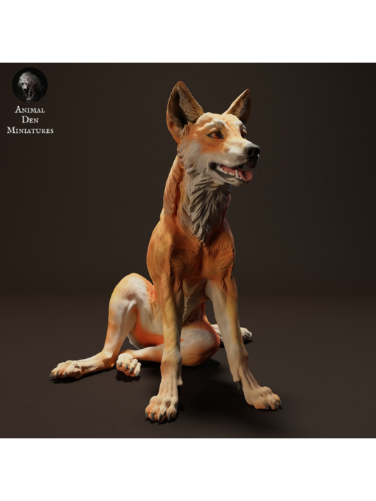 Sitting Dingo