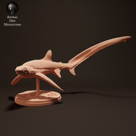 Big-eyed thresher shark swimming