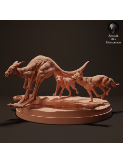 Dingoes hunting kangaroo