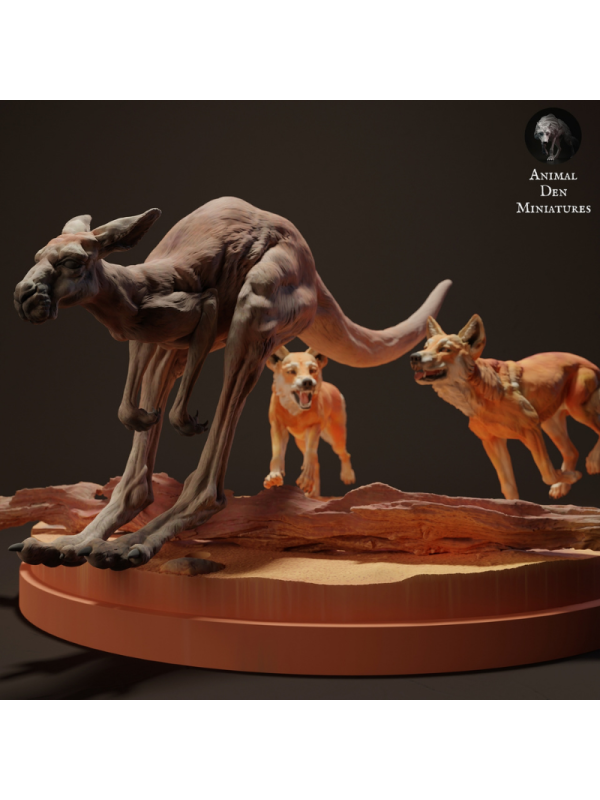 Dingoes hunting kangaroo